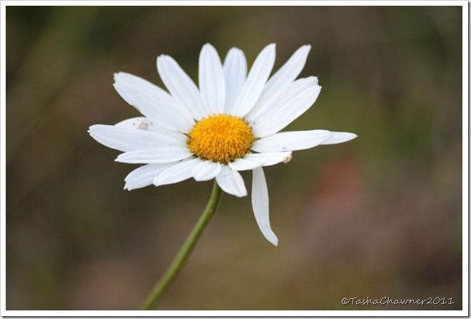 Day 129 - Imperfect Daisy