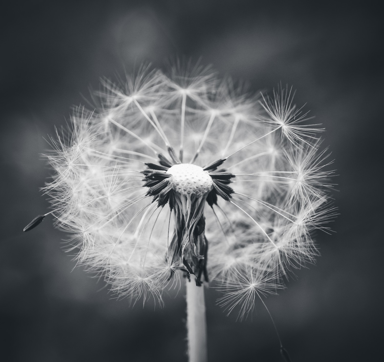 Black & White Dandelion - dandelions... an eternal source of beautiful photographs