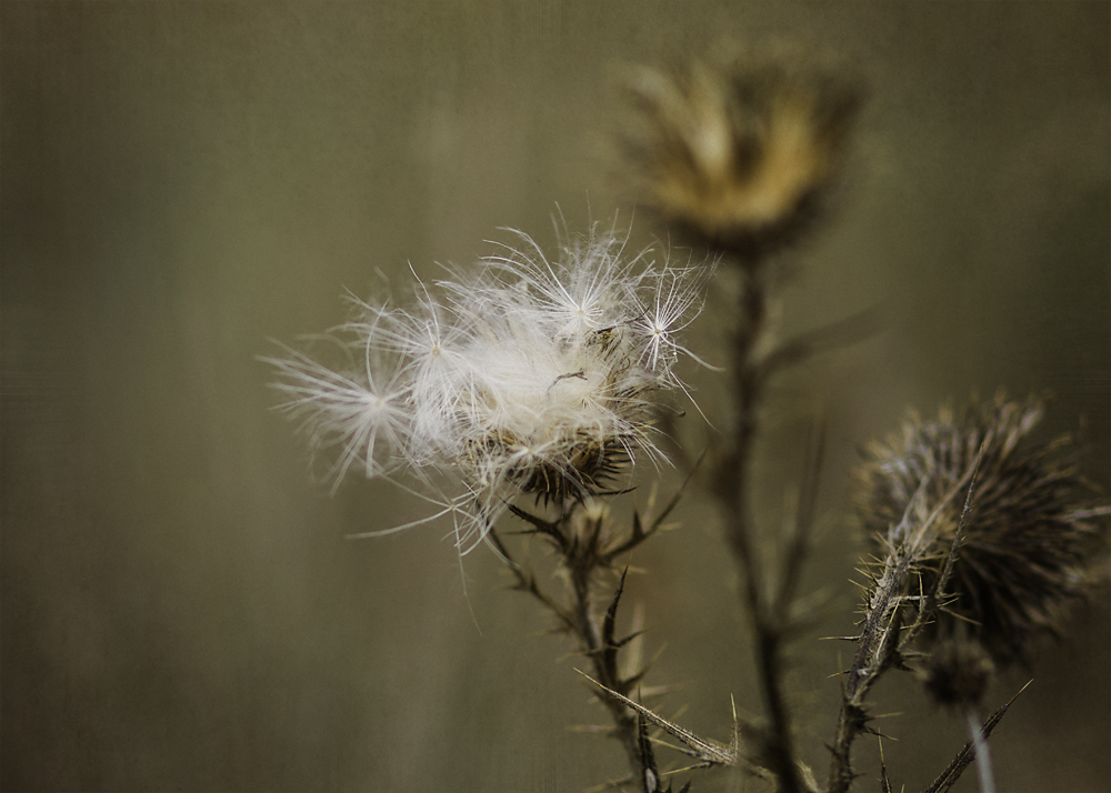 dying thistle - photography by tasha chawner