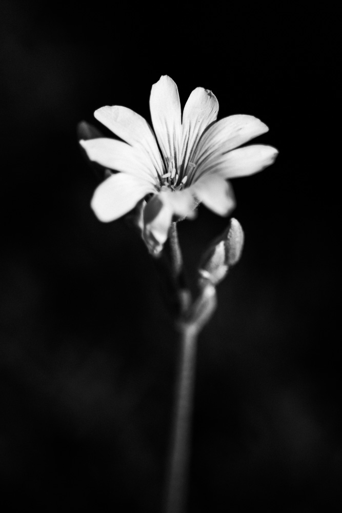 moody black and white photo of wildflower by photography by tasha chawner