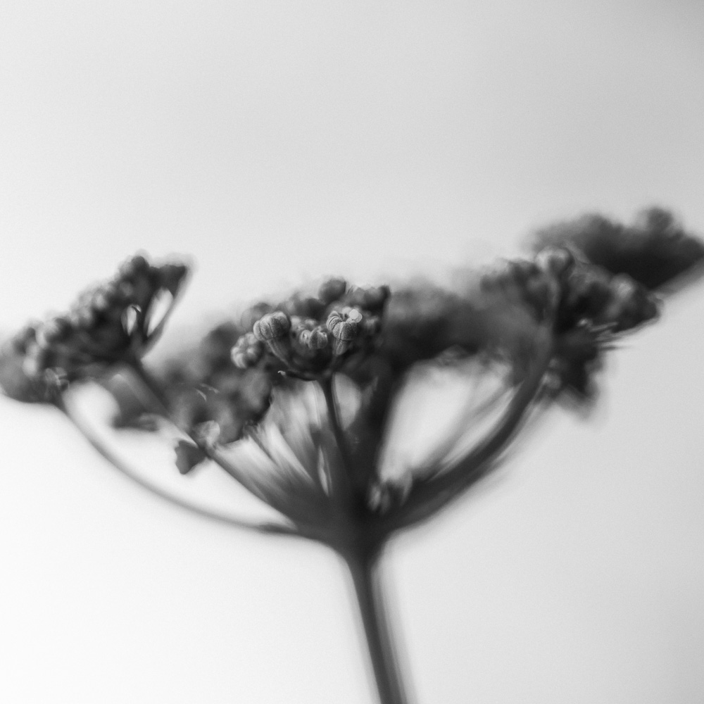 black and white photo of parsley flowers
