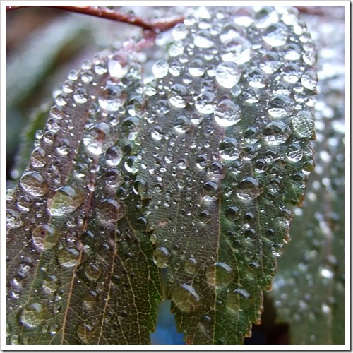 Dew on Leaves_01