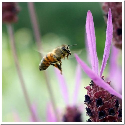Bee in Flight_01