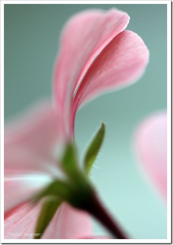 Delicate Pink Petals_01
