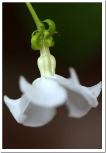 White Upside Down Flower_01
