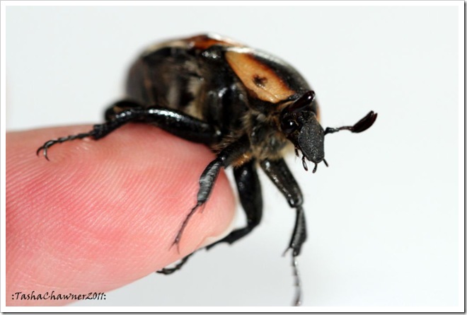 Day 43 - Alexander Beetle