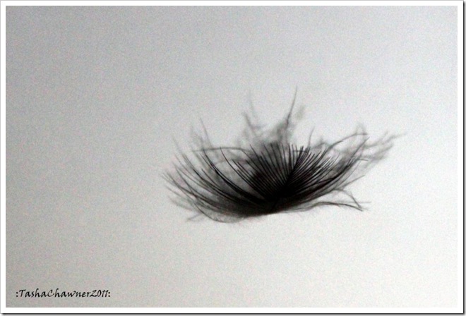 Day 53 - Floating Black Feather