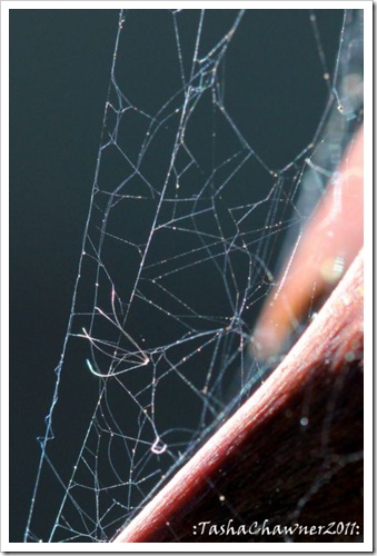 Day 58 - Spider Web on Rose Thorn