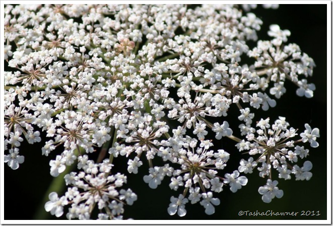 Day 75 - Queen Annes Lace