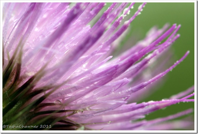 Day 76 - Thistle Flower