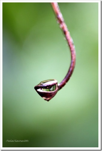 Day 82 - Vine Cupped Raindrop