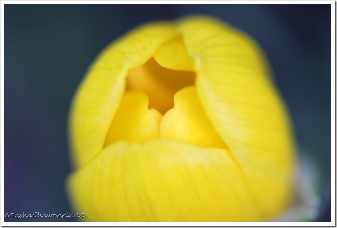 Day 114 - First Yellow Autumn Flower