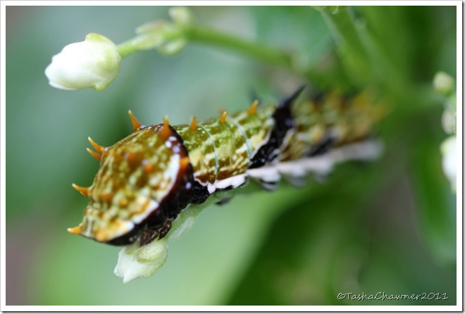 Day 118 - Mum, it's a poisonous catterpillar