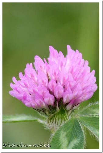 Day 124 - Red Clover