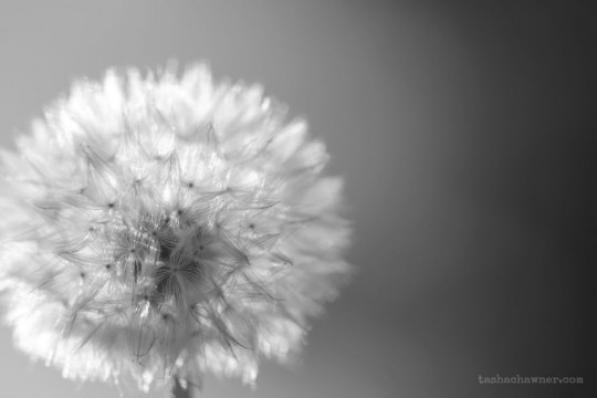 Dandelion in Black and White
