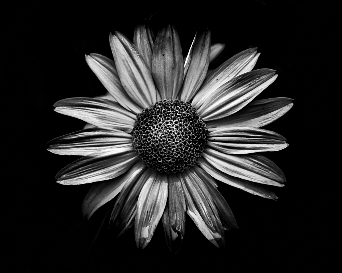 flowers in detail - Backyard Flowers in Black and White by Brian Carson