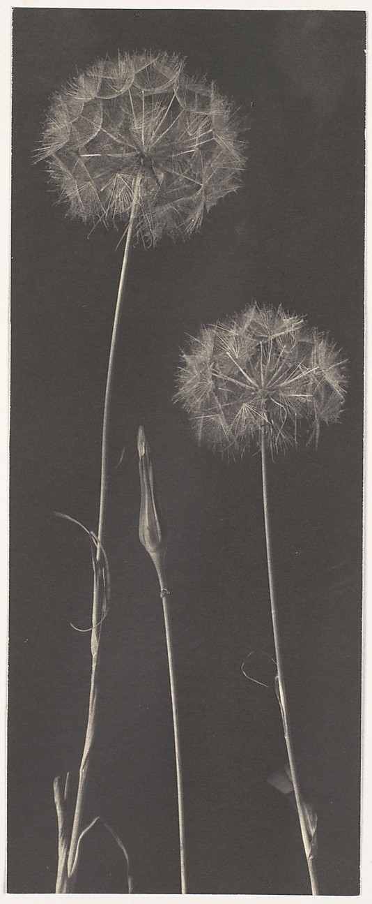 dandelions were a favourite subject even way back when - Dandelions by Frederick H. Evans