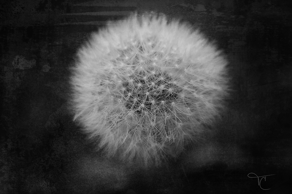 dandelion-in-black-and-white