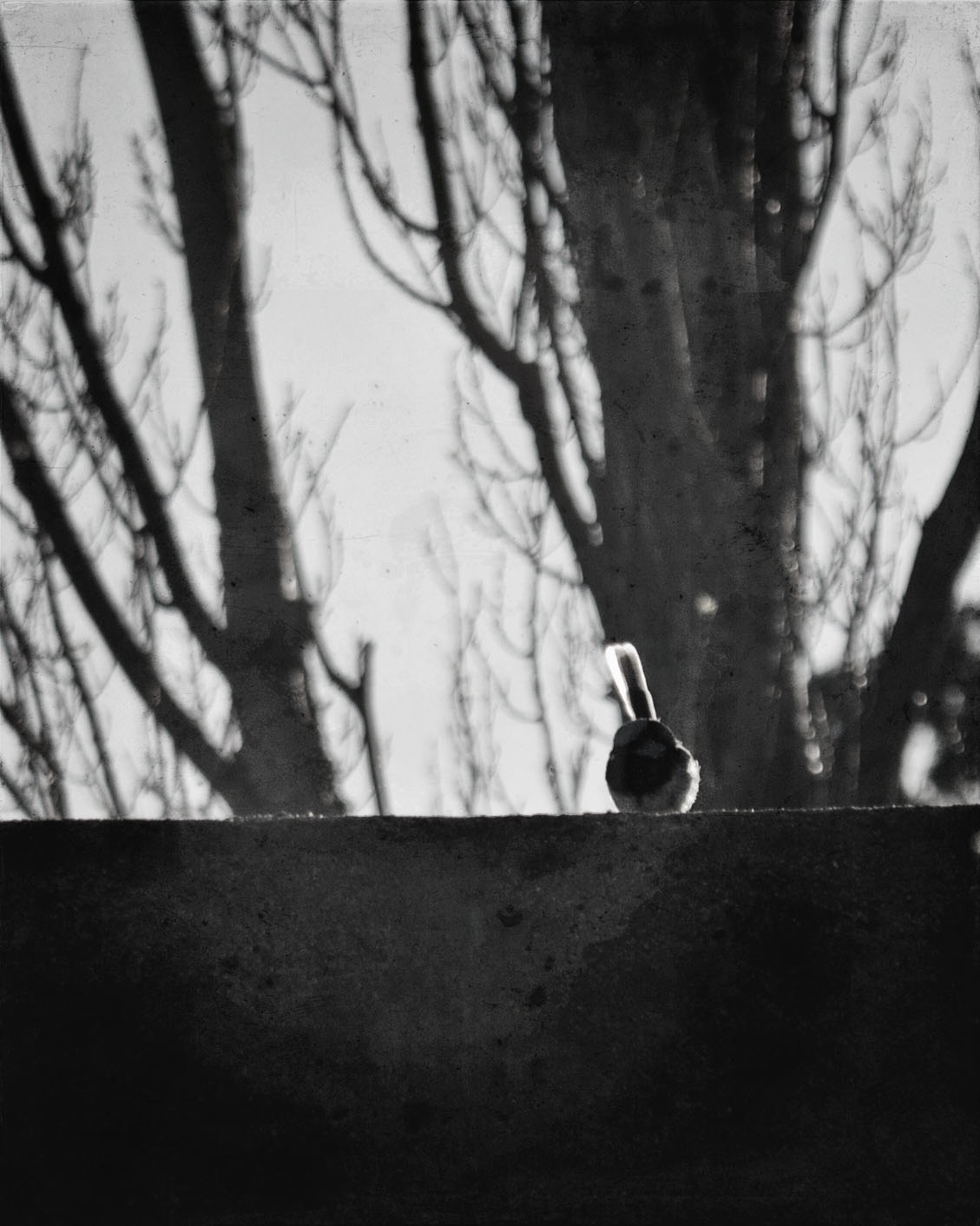 small-bird-on-a-fence