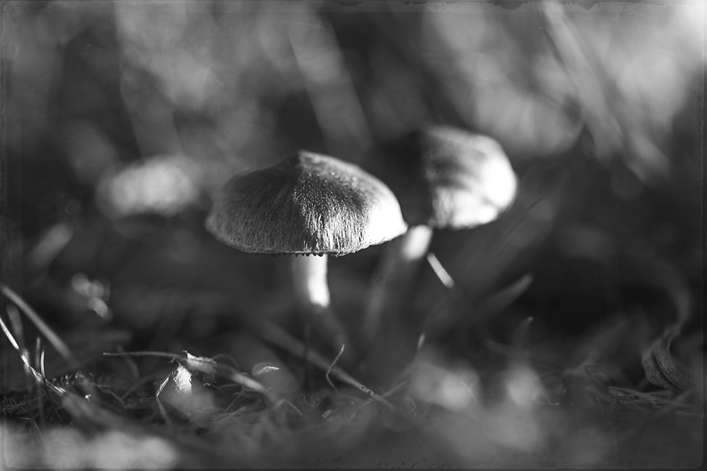 two-mushrooms-1