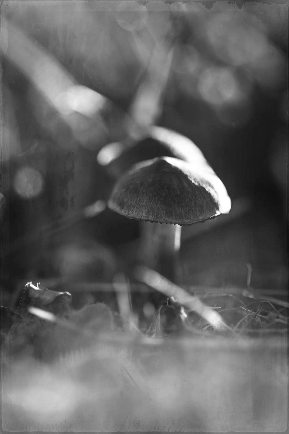 two-mushrooms-2