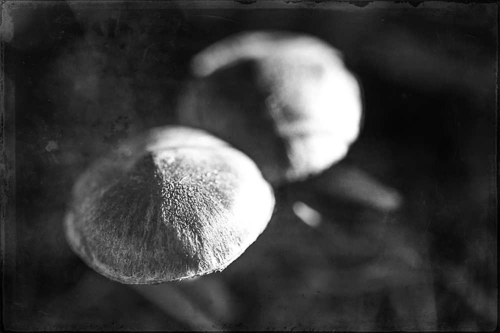 two-mushrooms-3