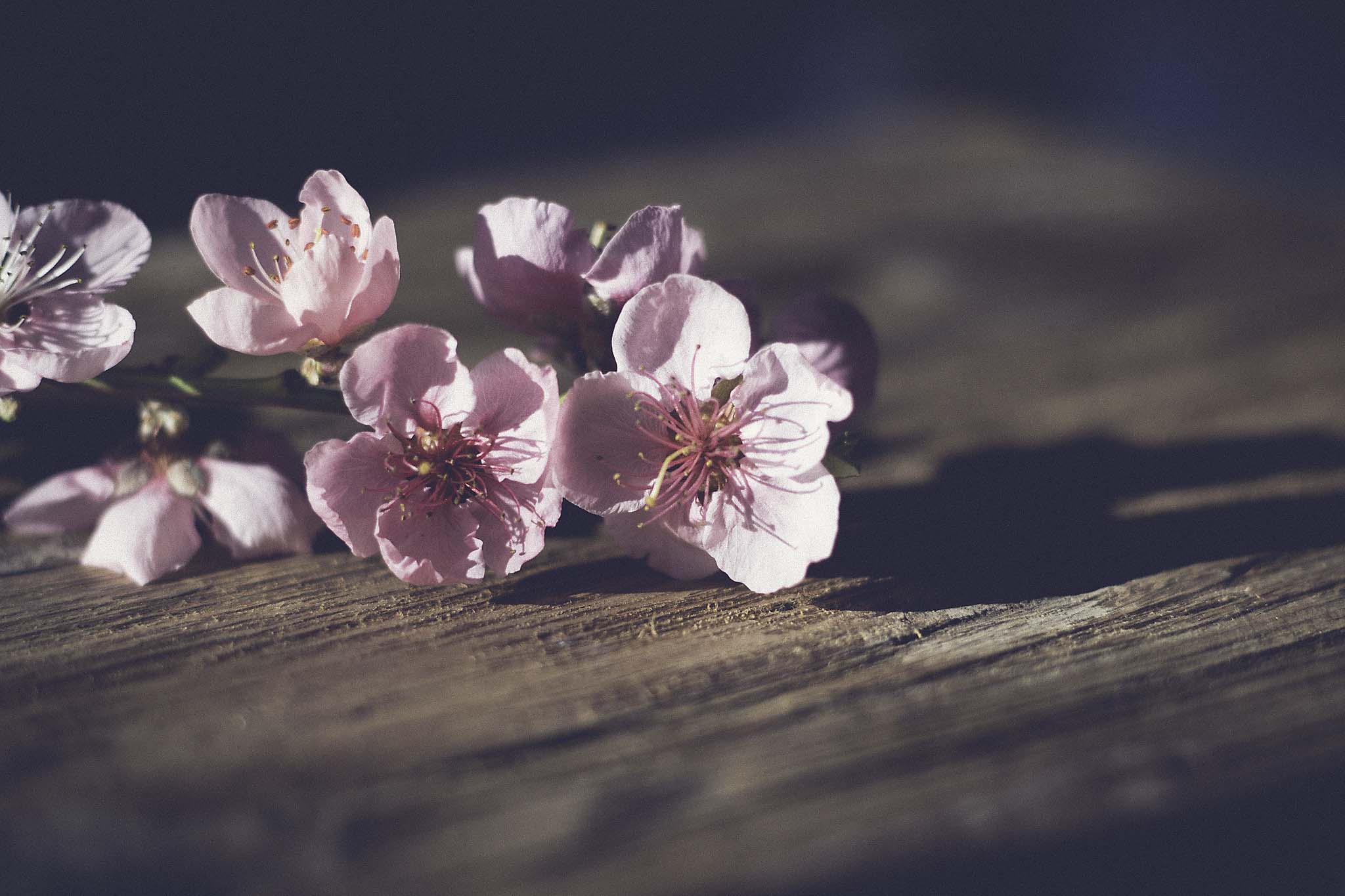 pink blossoms on wooden chopping board