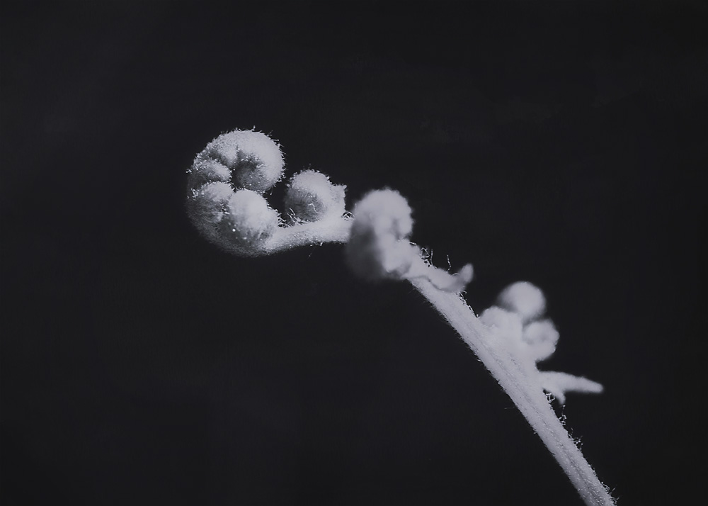 fern-unfurling-sculptural-black-and-white