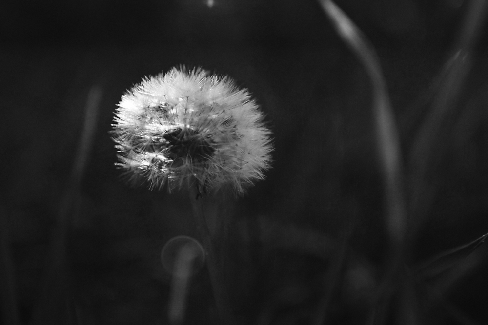 dandelions are an eternal source of photographic pleasure for me