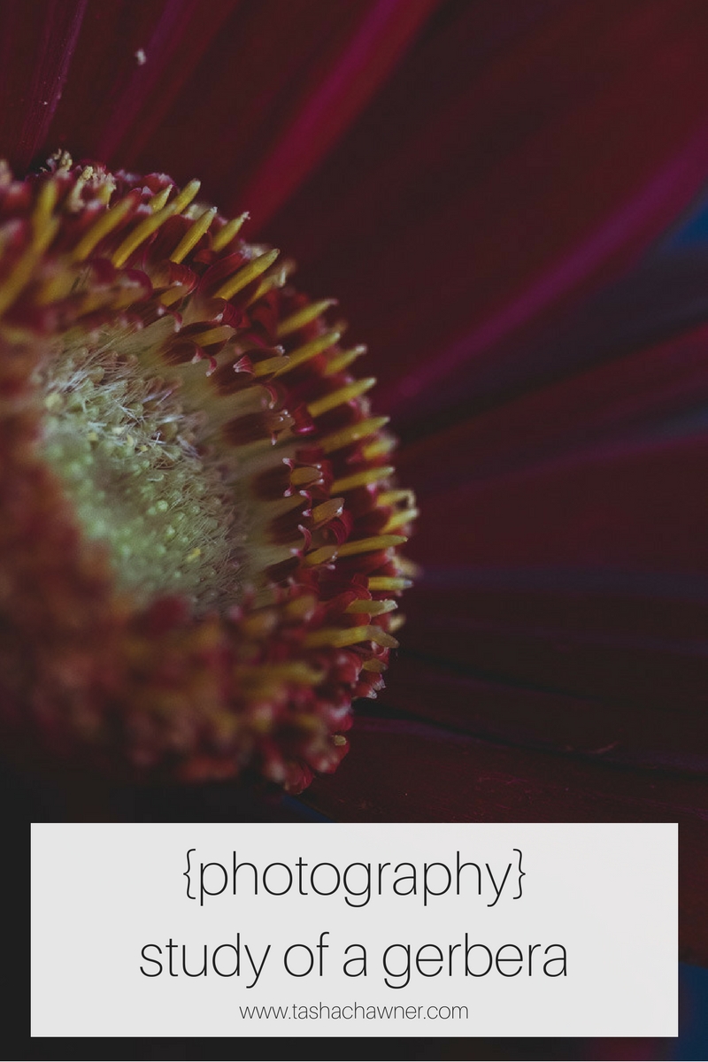 gerbera-flower-photography-study-tasha-chawner