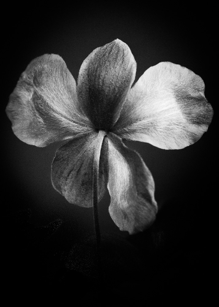 dark and moody photo of five petal flower
