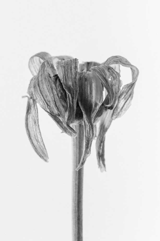 macro photo of a dead and wilted daisy