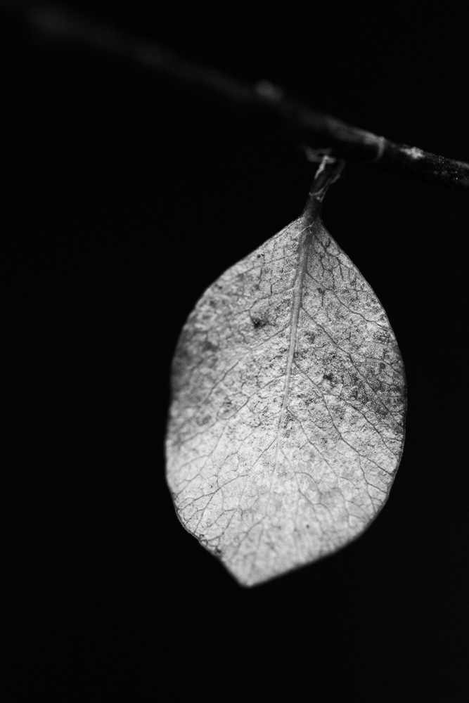 black and white dying leaf photo