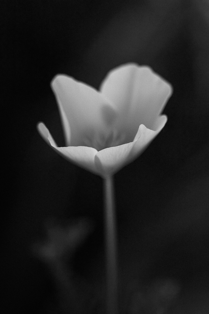 flower in black and white