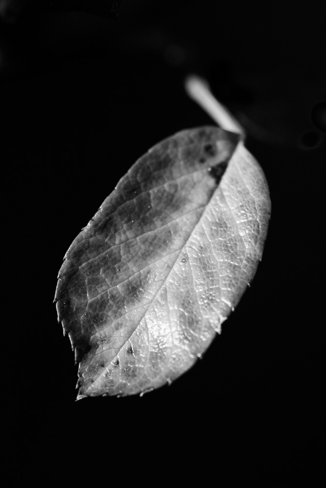 black and white photo of leaf on black background
